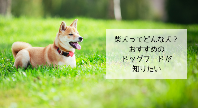 柴犬におすすめのドッグフード